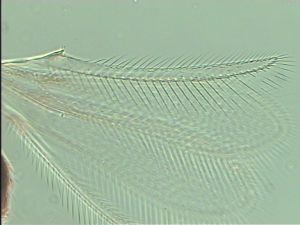 aterrima Htype 4.jpg