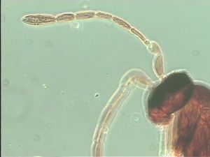 aterrima Htype 5.jpg