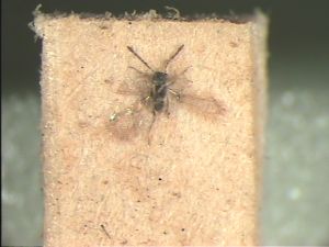 collinus  Ltype before remounting.jpg