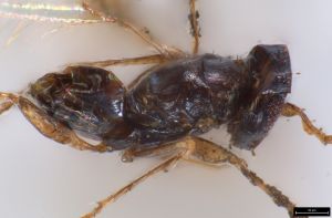 collinus Ltype 0-1.jpg