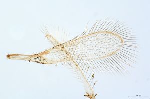 collinus Ltype 0-2.jpg