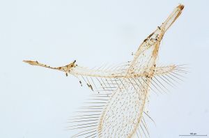 collinus Ltype 0-3.jpg