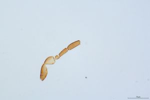 collinus Ltype 0-4.jpg