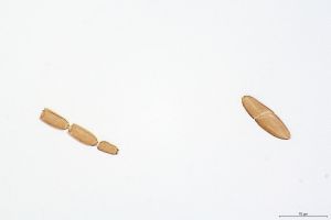 collinus Ltype 0-5-1.png