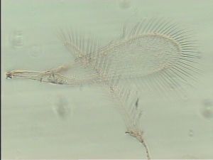 collinus Ltype 2.jpg