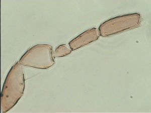 collinus Ltype 4.jpg