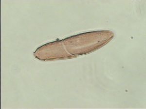 collinus Ltype 6.jpg