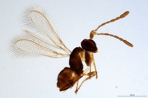 declinata  Soyka Htype 0.jpg