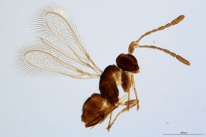 declinata Htype 0-1.jpg