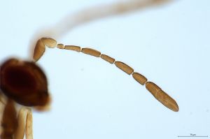 declinata Htype 0-3.jpg