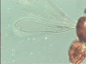 declinata Htype 1.jpg