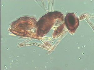 declinata Htype 12.jpg