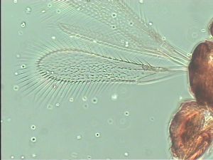 declinata Htype 2.jpg