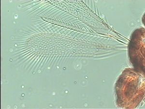 declinata Htype 3.jpg