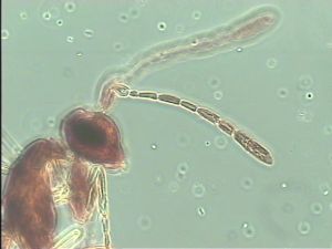 declinata Htype 4.jpg