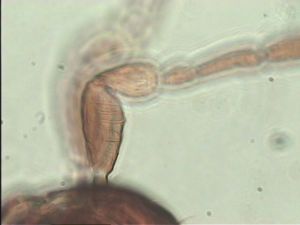 declinata Htype 5.jpg