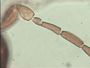 declinata Htype 7.jpg