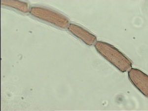 declinata Htype 9.jpg