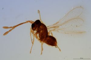 discolorsimilis  Soyka Htype 0.jpg