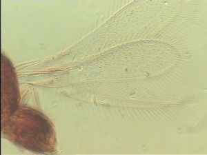 discolorsimilis Htype 1.jpg