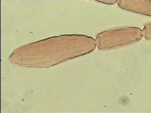 discolorsimilis Htype 10.jpg