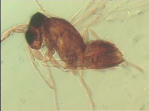 discolorsimilis Htype 11.jpg