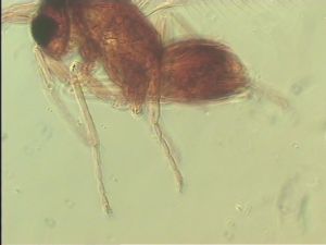 discolorsimilis Htype 13.jpg