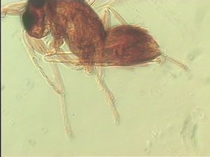 discolorsimilis Htype 14.jpg