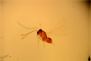 discolorsimilis Htype 15.jpg