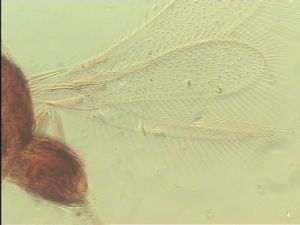 discolorsimilis Htype 3.jpg