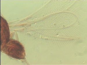 discolorsimilis Htype 4.jpg