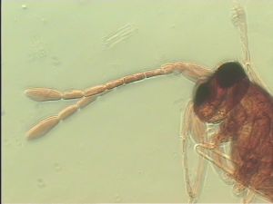 discolorsimilis Htype 5.jpg