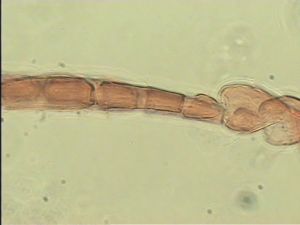 discolorsimilis Htype 7.jpg