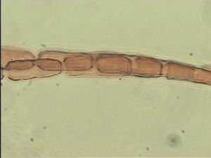 discolorsimilis Htype 8.jpg