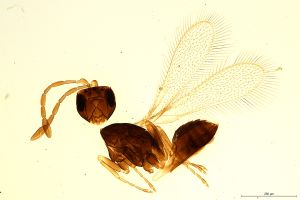 lata  Soyka Htype 12.jpg