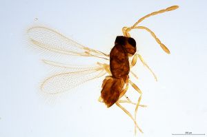 minor  Soyka Htype 0.jpg