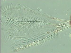 nigerrima Htype 1.jpg