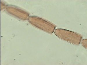 nigerrima Htype 10.jpg