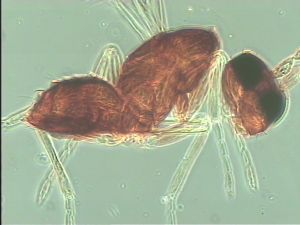 nigerrima Htype 12.jpg