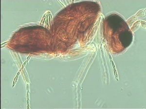 nigerrima Htype 13.jpg