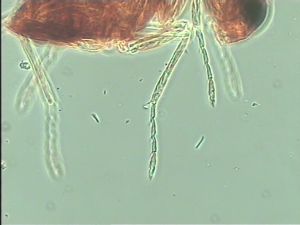 nigerrima Htype 14.jpg