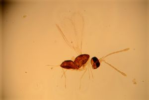 nigerrima Htype 15.jpg