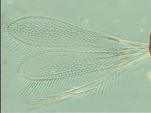 nigerrima Htype 2.jpg