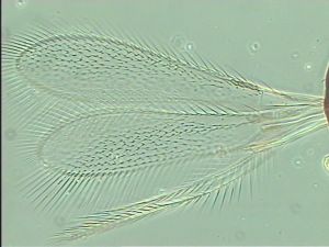 nigerrima Htype 3.jpg