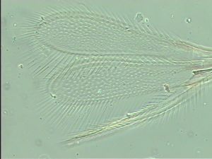 nigerrima Htype 4.jpg