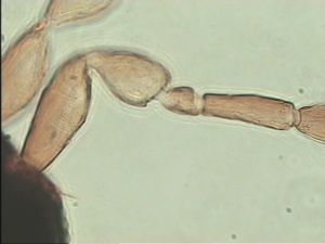 nigerrima Htype 6.jpg