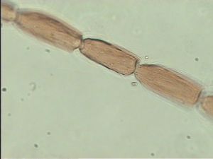 nigerrima Htype 8.jpg