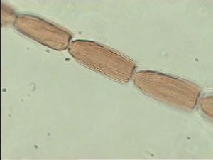 nigerrima Htype 9.jpg