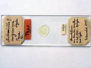 nigerrima Htype s.JPG