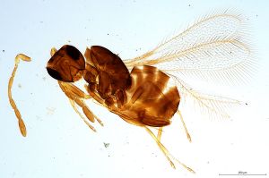 ornata  Soyka Htype 0.jpg